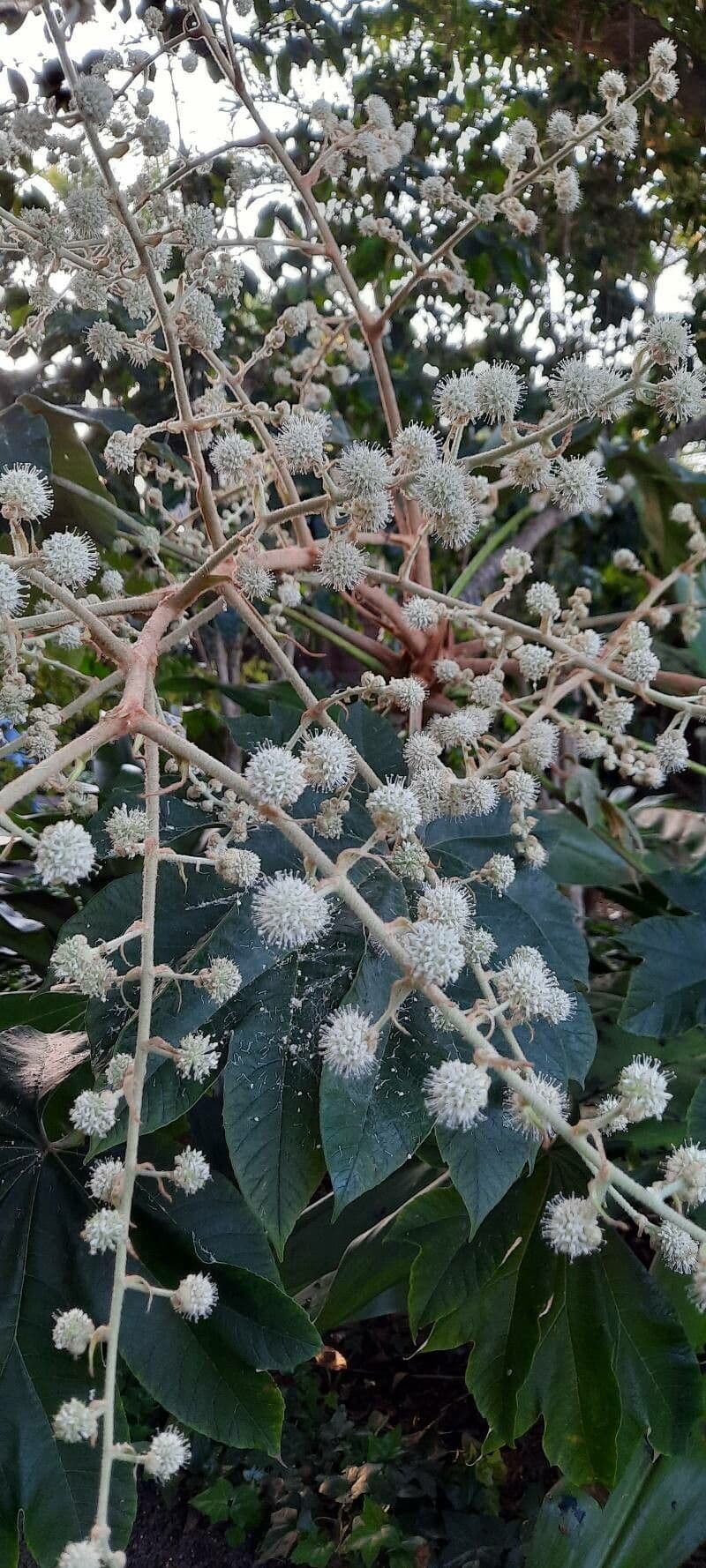 Tetrapanax papyrový 7