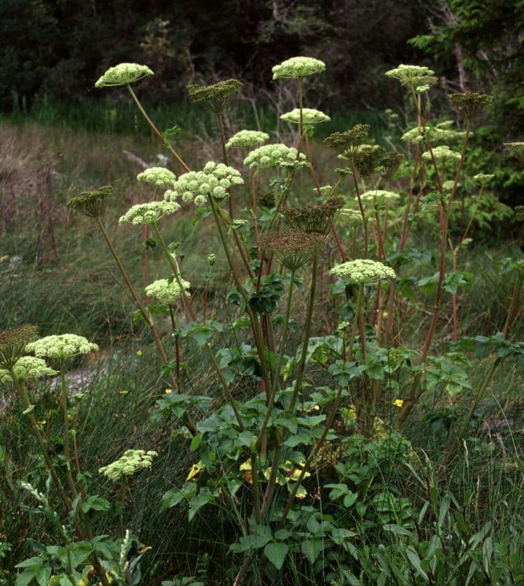 Glanztraube 10