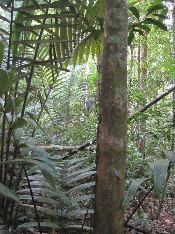 Miconia