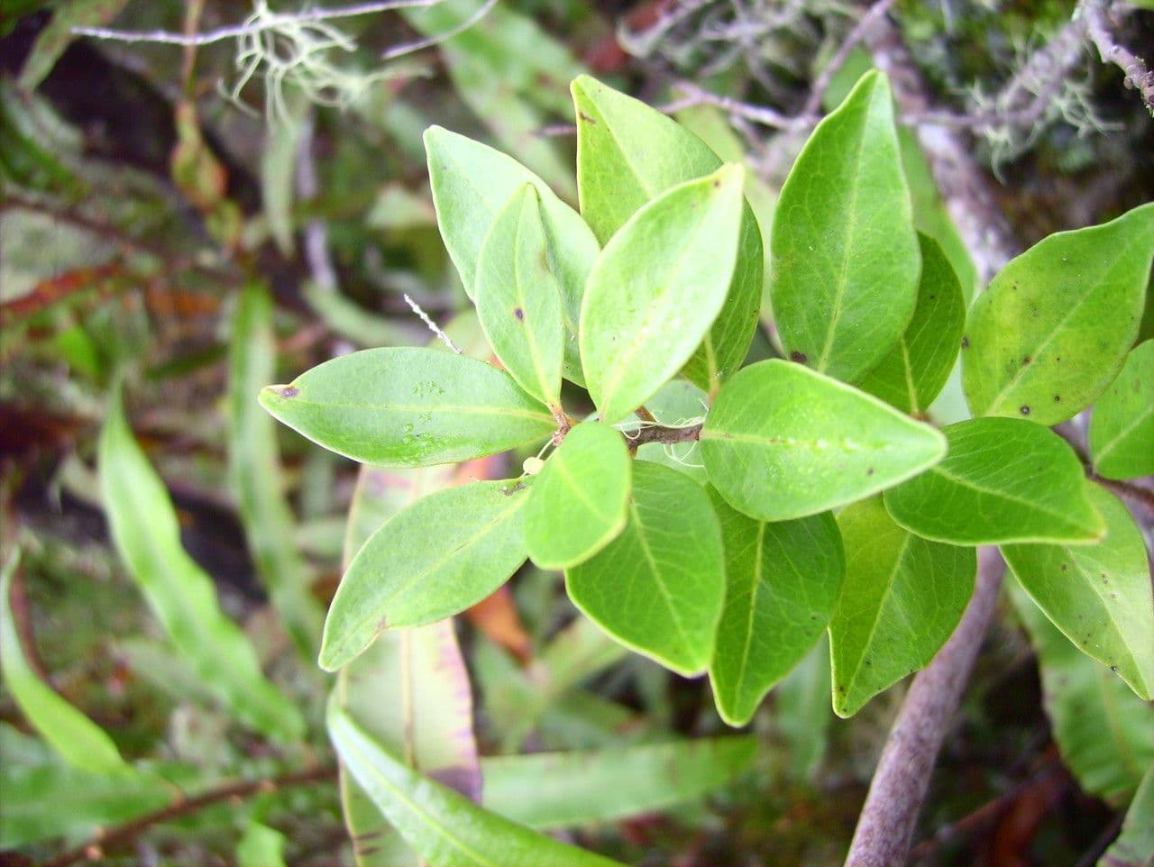 Embelia 18