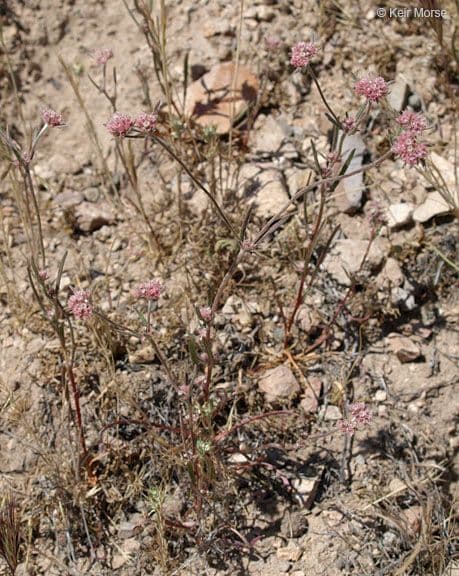 Chorizanthe 10
