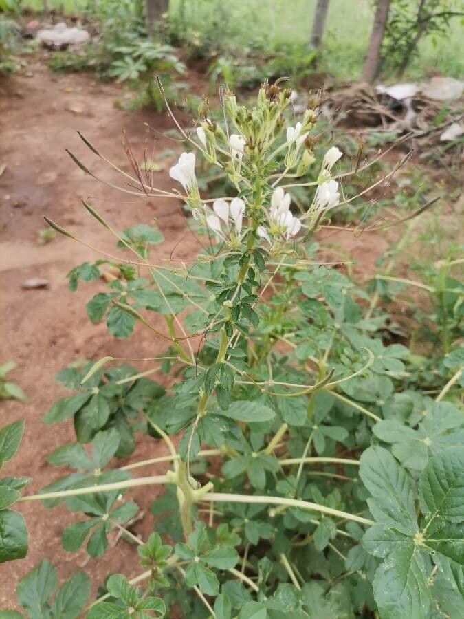 Cleome 7