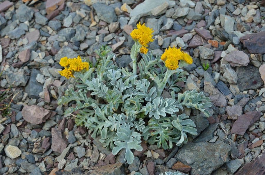 Senecione 2