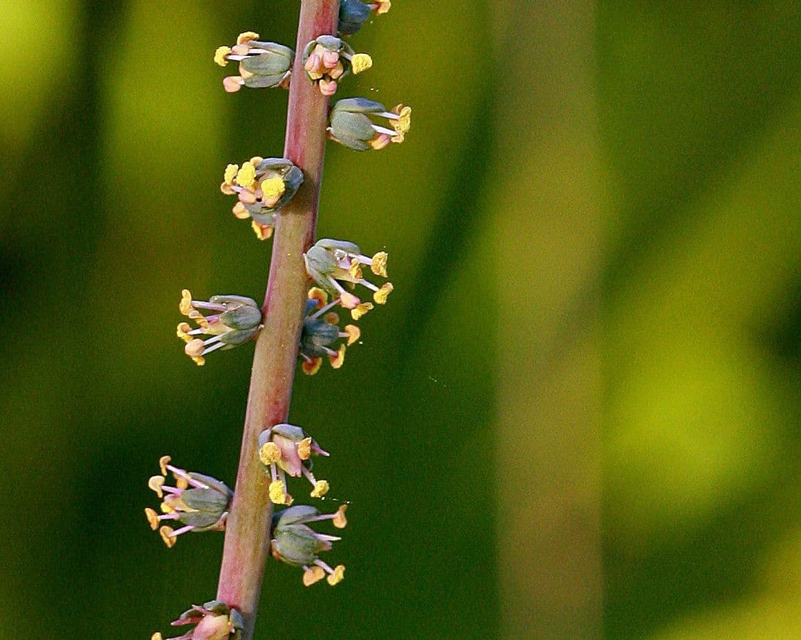 Schoenocaulon 2