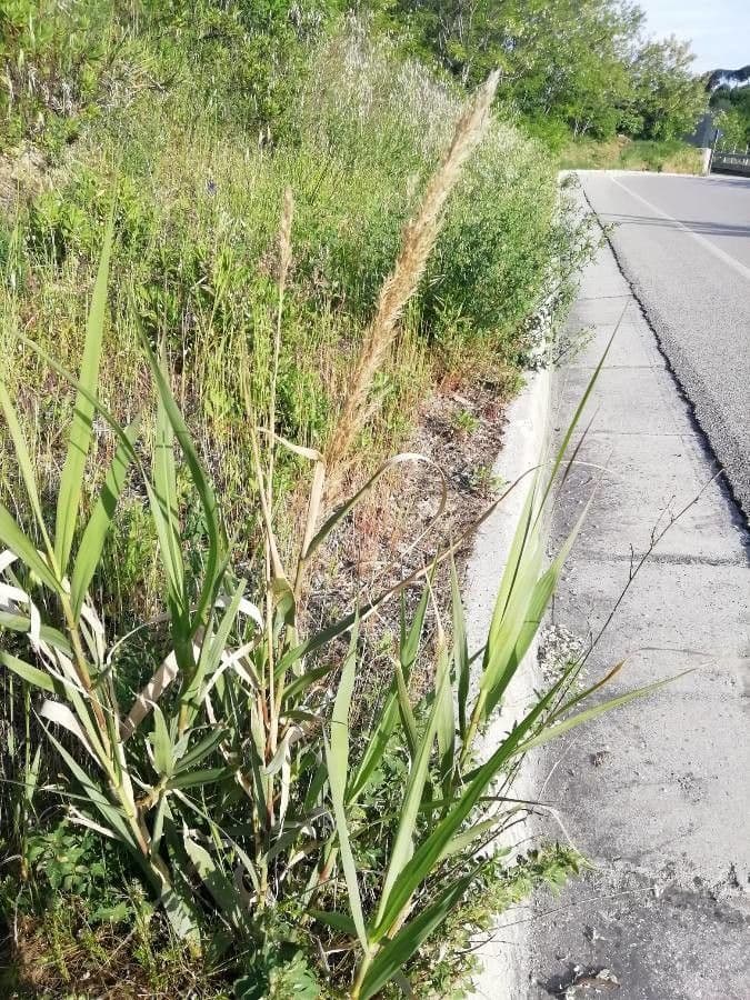 Arundo
