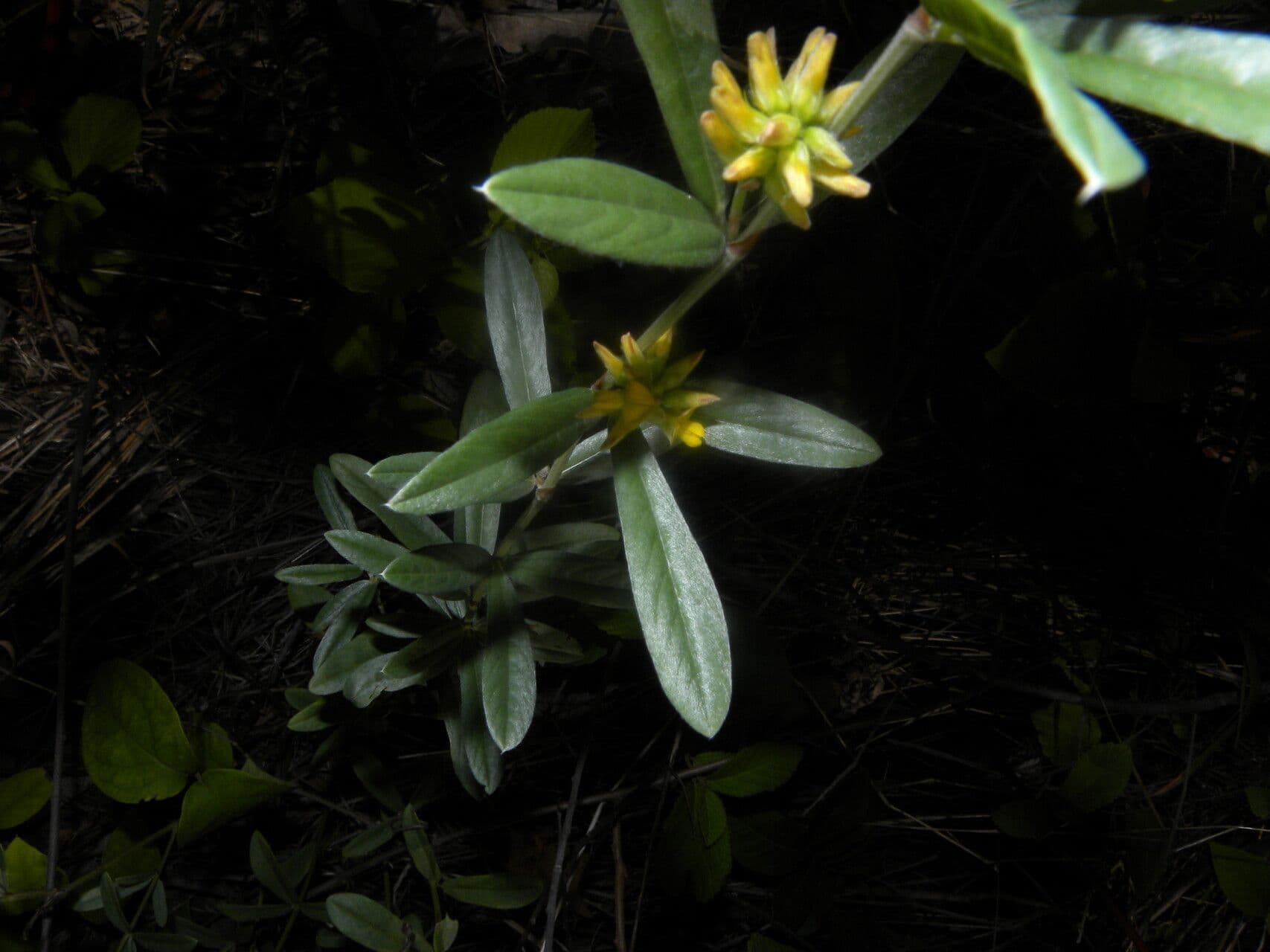 Eriosema 7