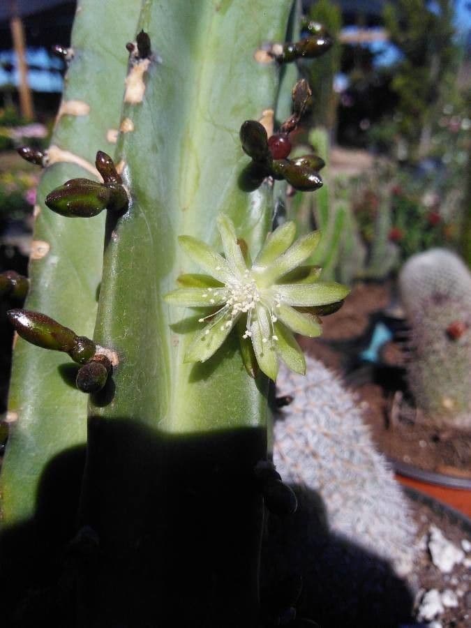 Myrtillocactus geometrizans 6