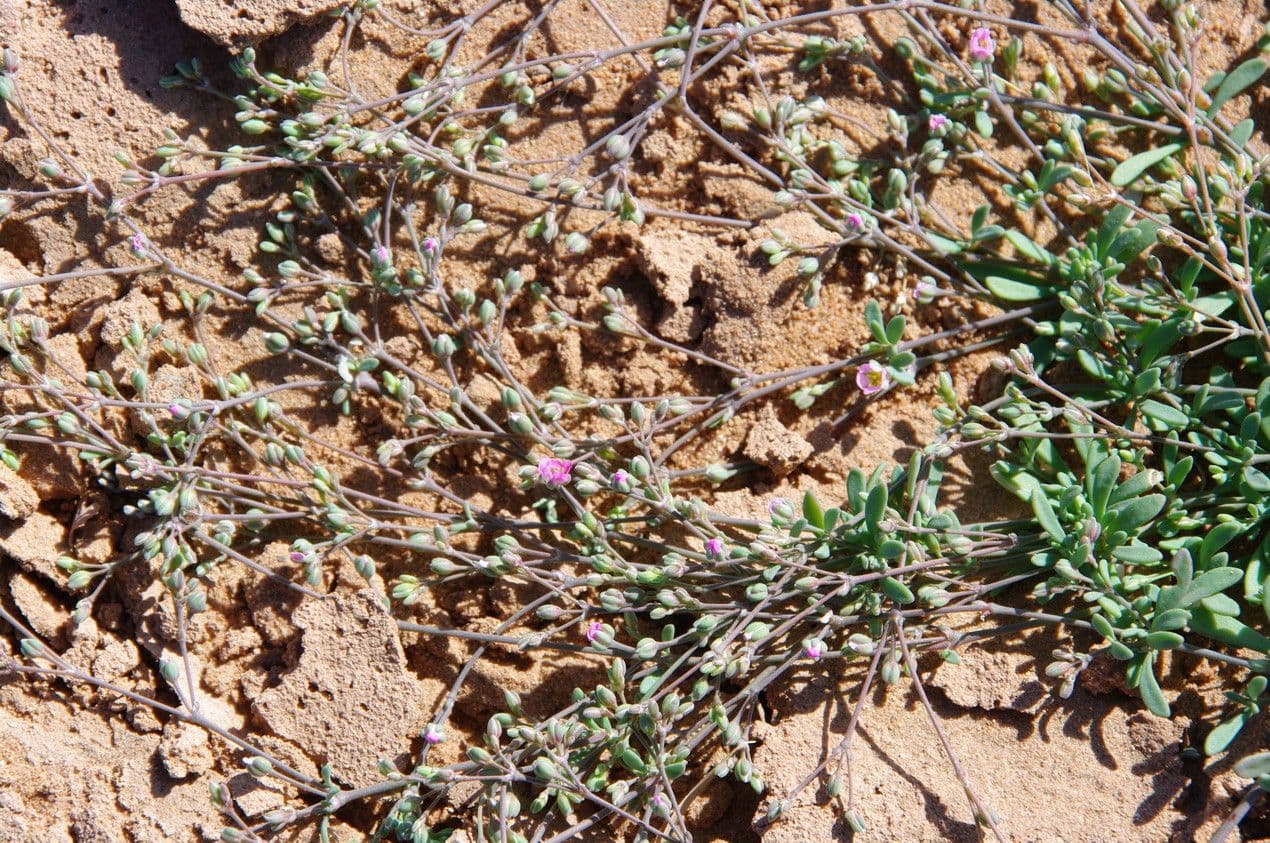 Polycarpaea 11