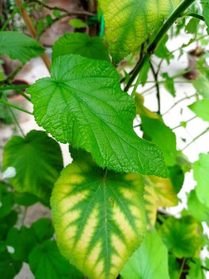Sparmannia 15