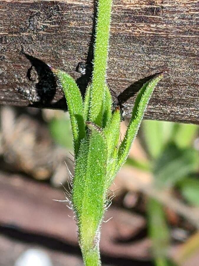 Silene gallica 20