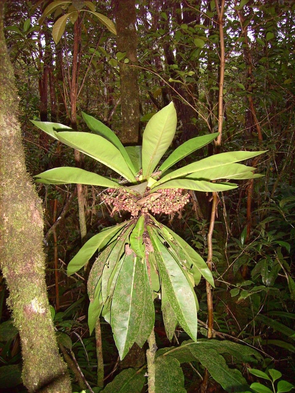 Badula 9