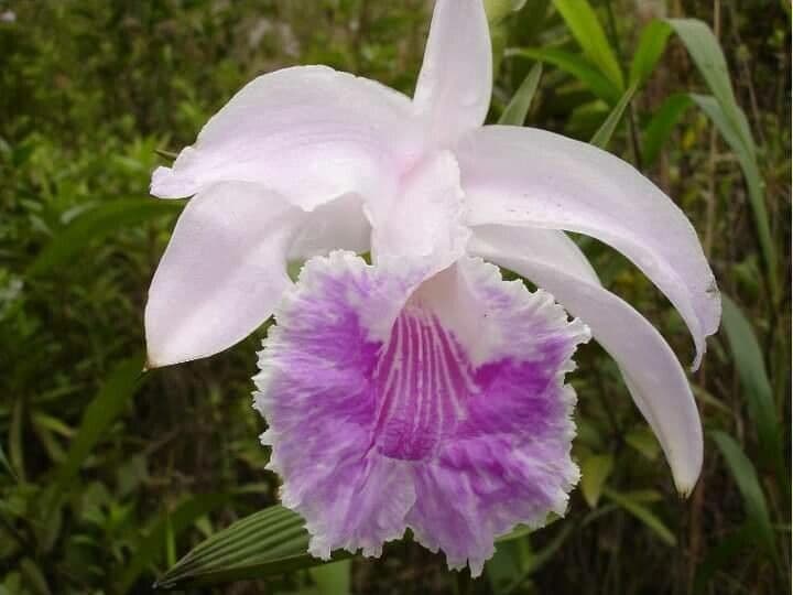 Sobralia