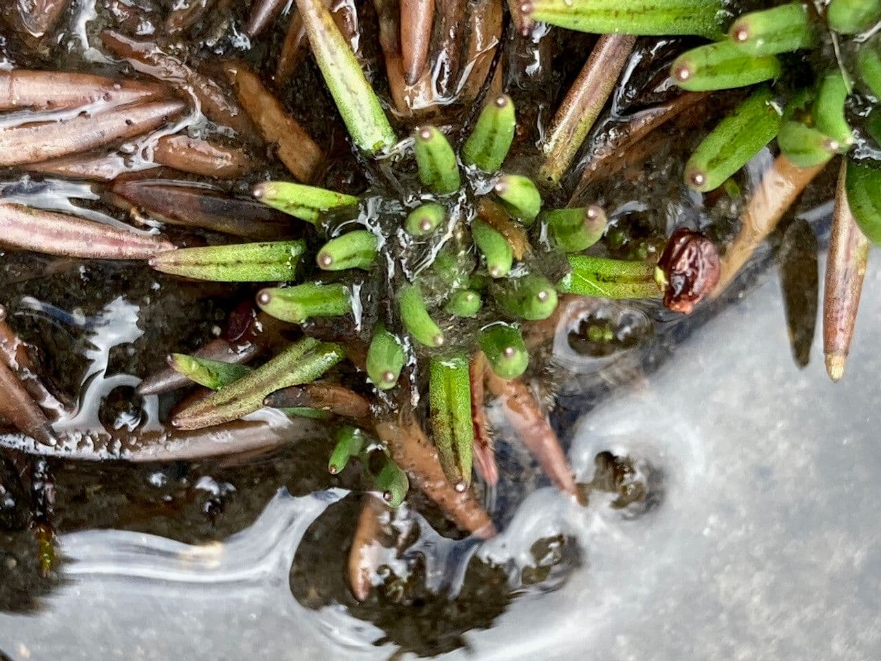 Xenophyllum 5