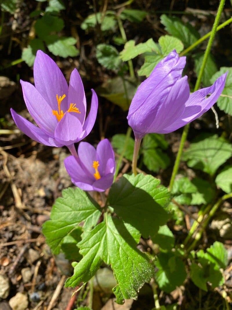 Krokus 24