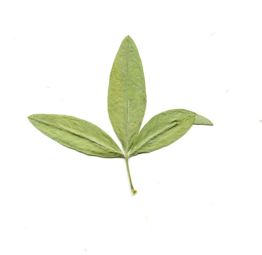 Anagyris fetida 28