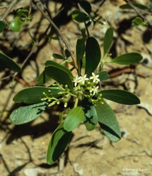 Lumnitzera 9
