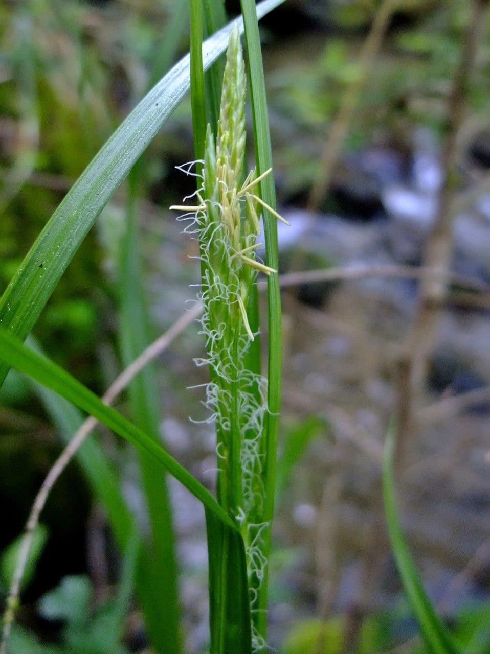 Carice selvatica 7