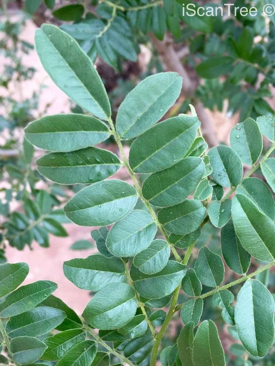 Xanthocercis 12