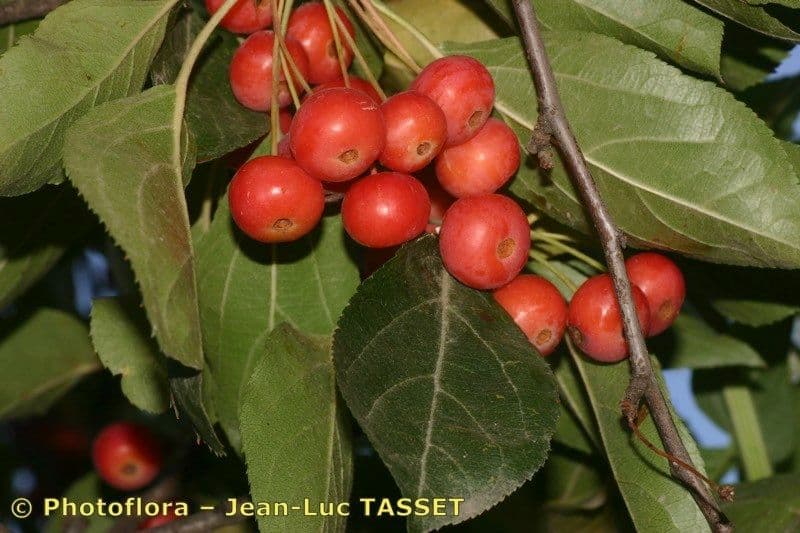 Hupeh-Apfel 26