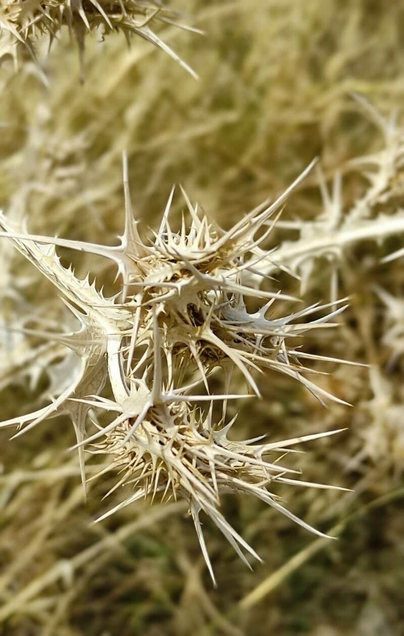 Girasole maculato