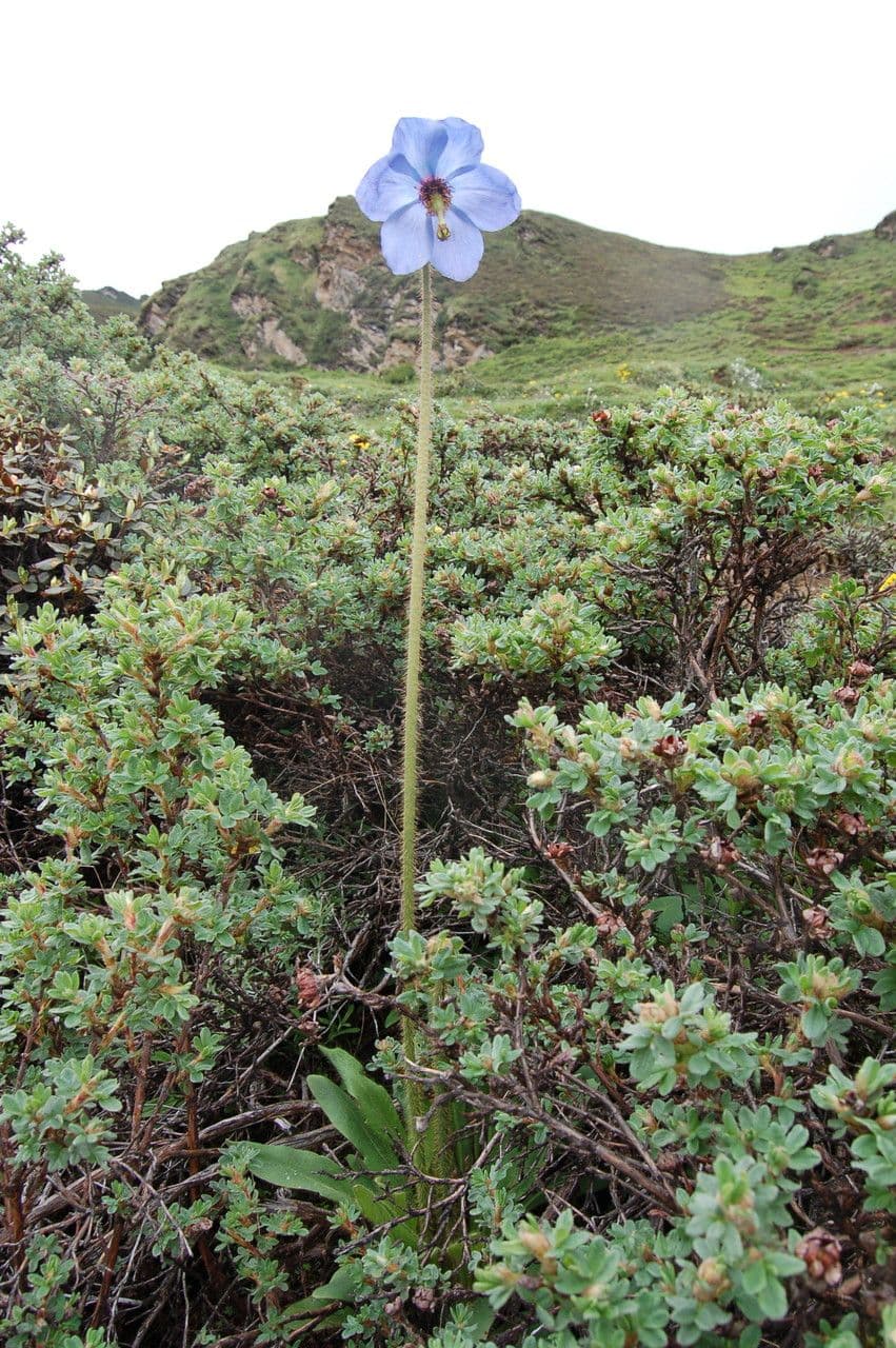Meconopsis 6