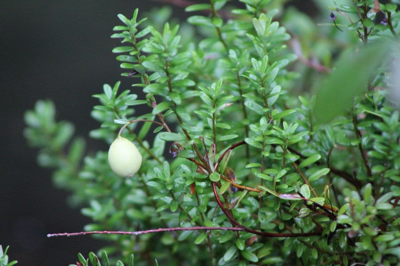 Gaultheria 5