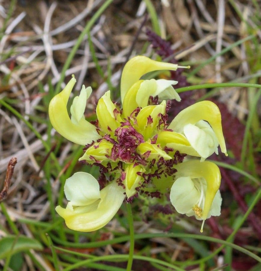 Pedicularis tuberosa 8