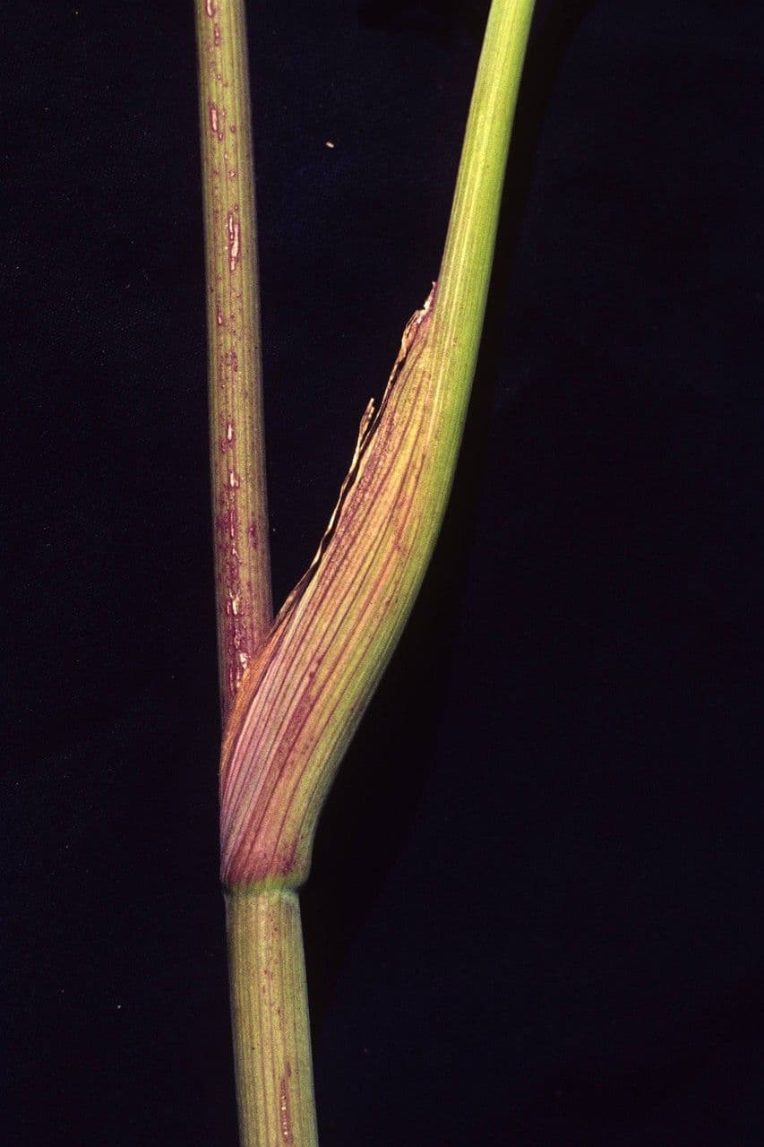 Oxypolis 12