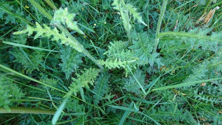 Cirsium filipendulum 14