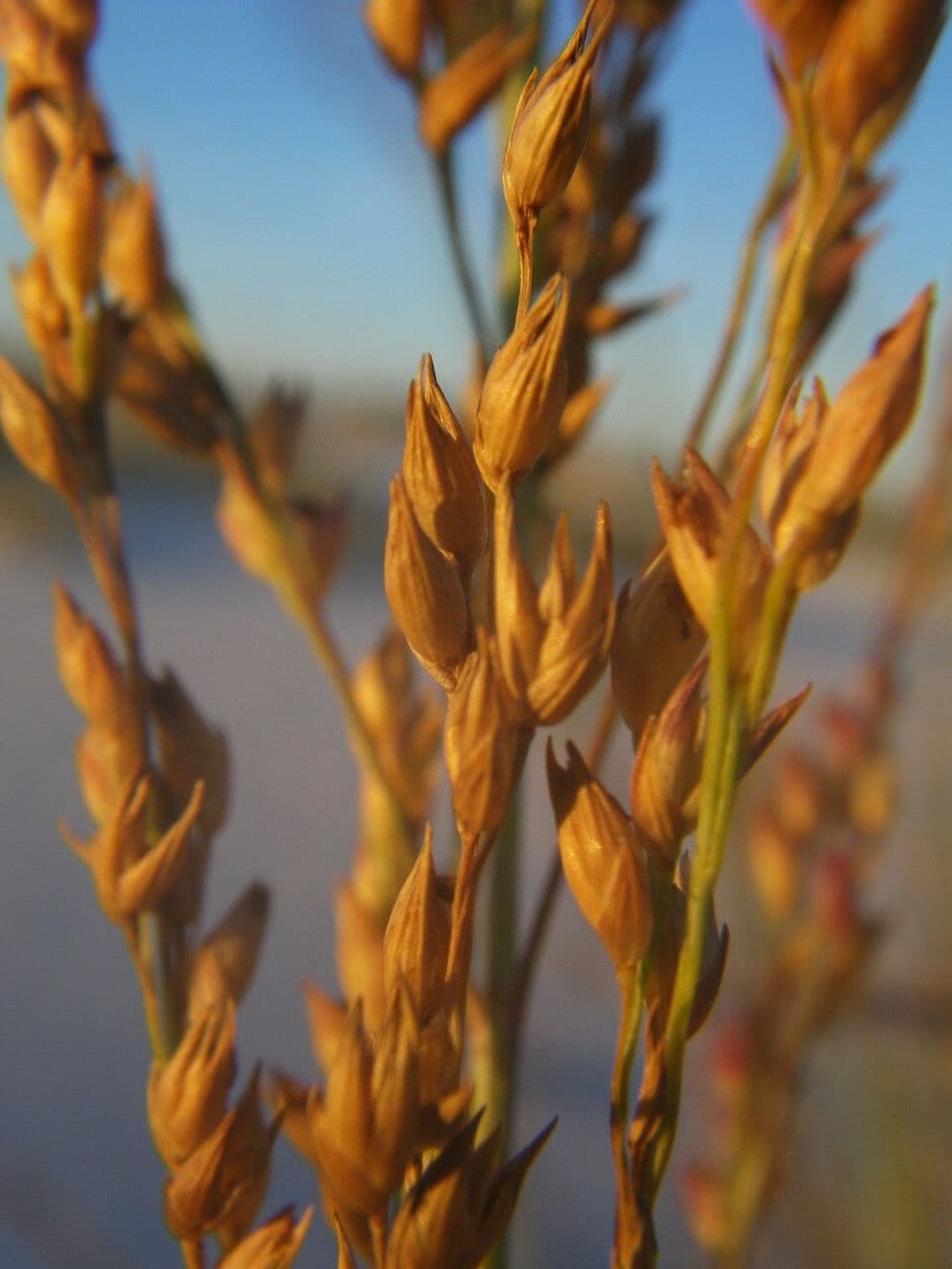 Panicum amer 2