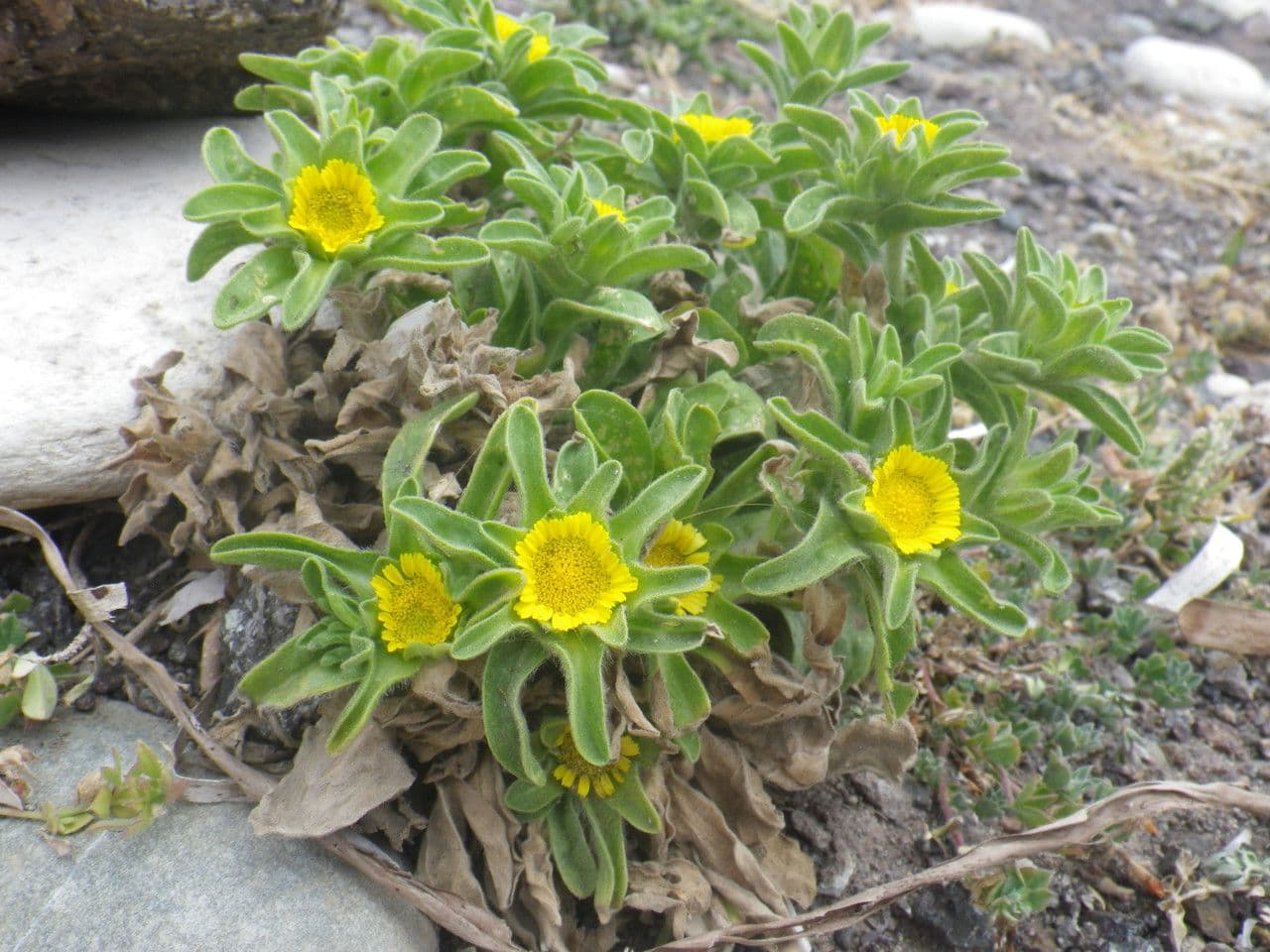 Asteriscus acquatico 10