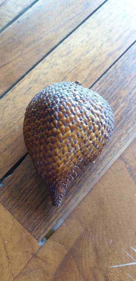 Salak 2