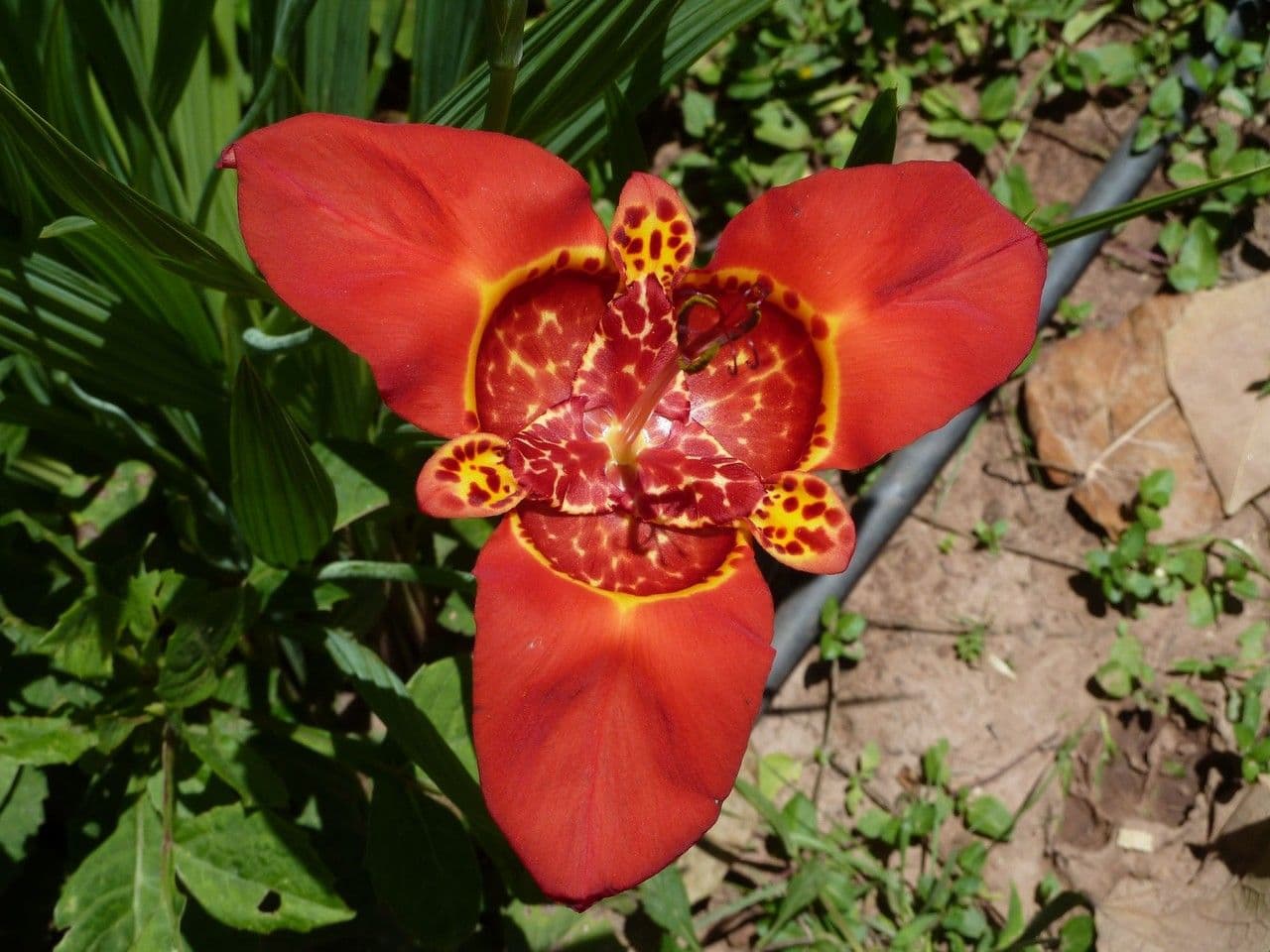 Tigridia 2