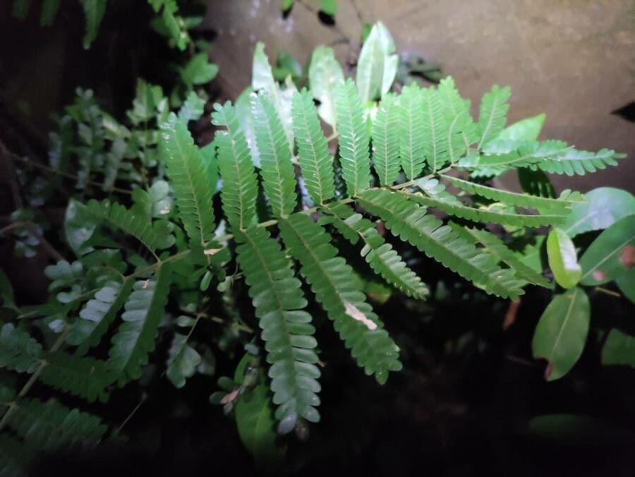 Macphersonia