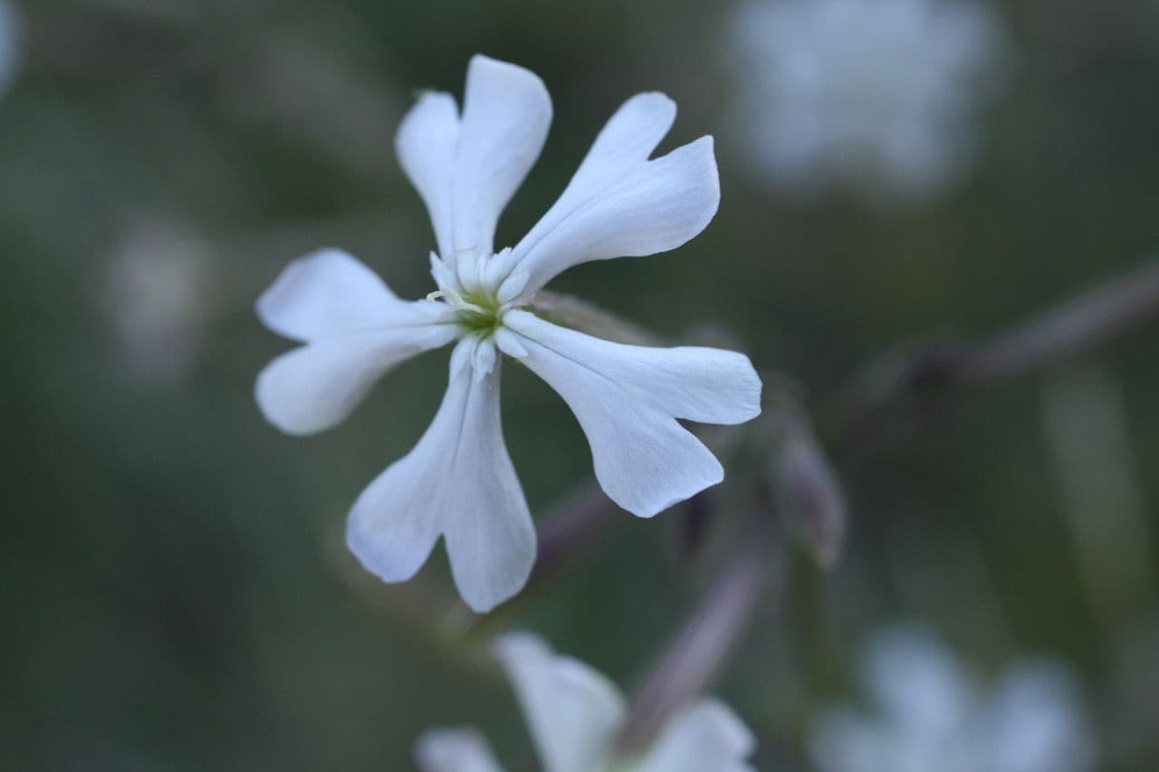 Silena 4