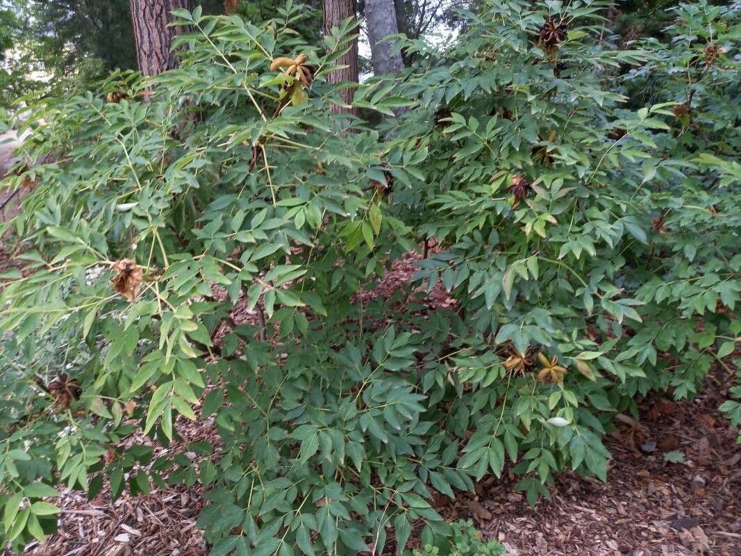 Peonia 8