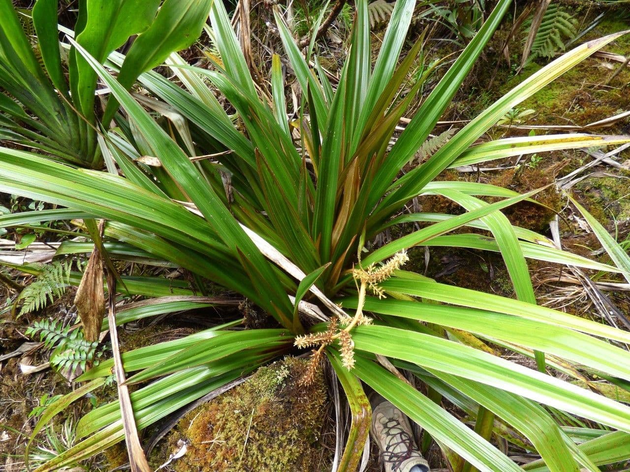 Astelia hemichrysa 14