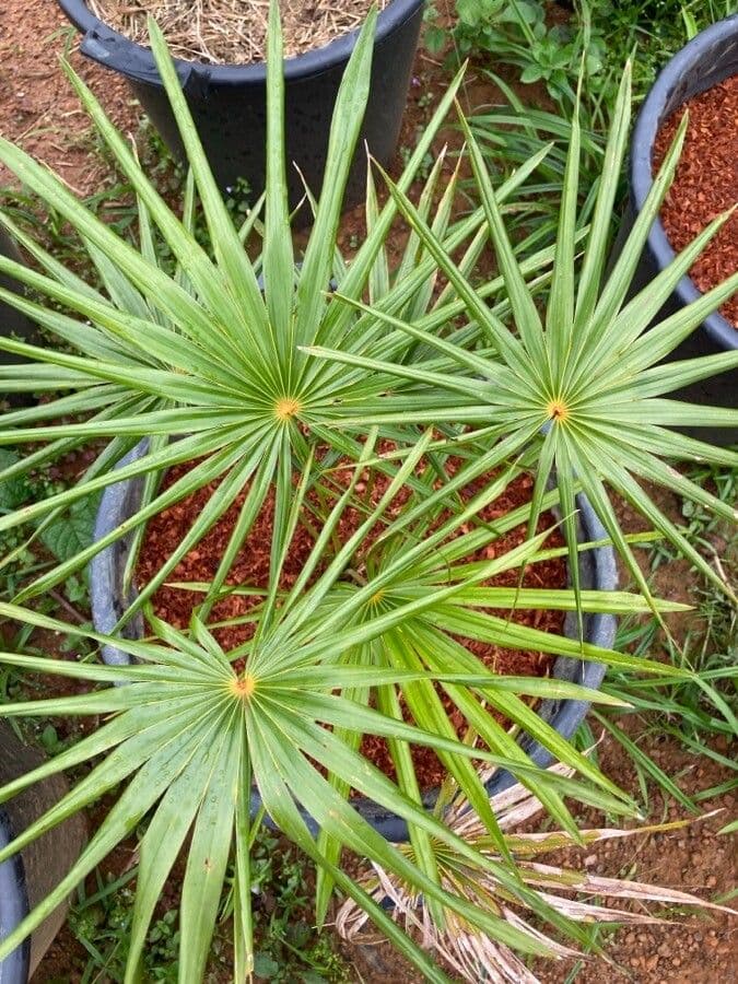 Coccothrinax 2