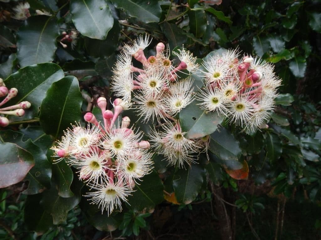 Syzygium 4