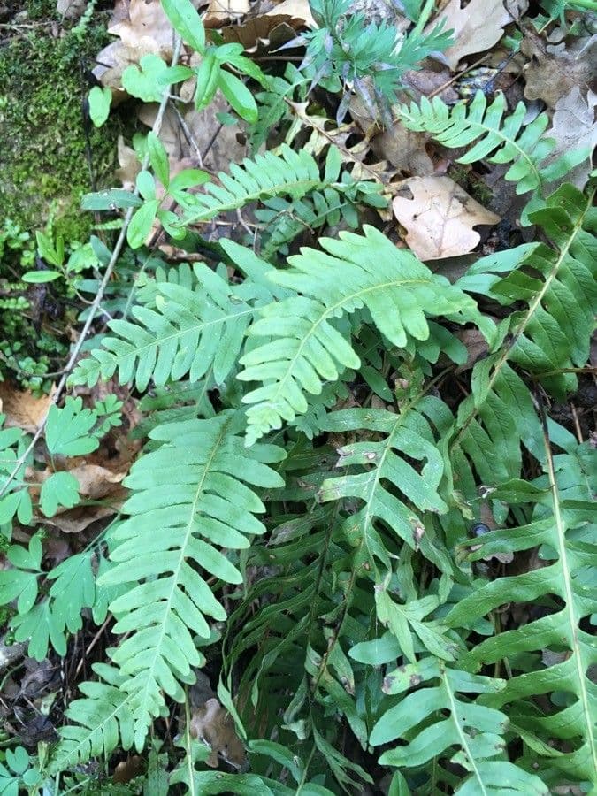 Polypodium virginianum 12