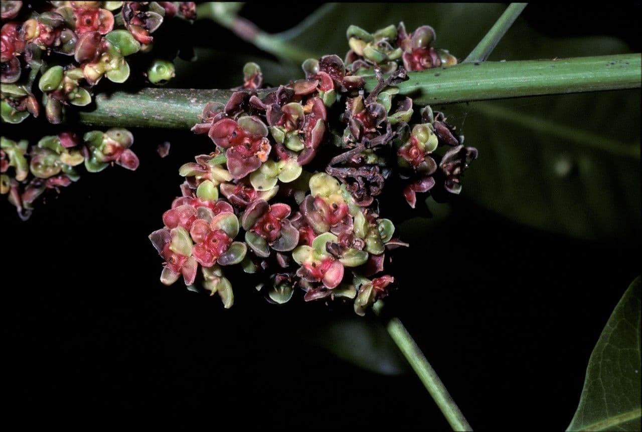 Protium heptaphyllum 6