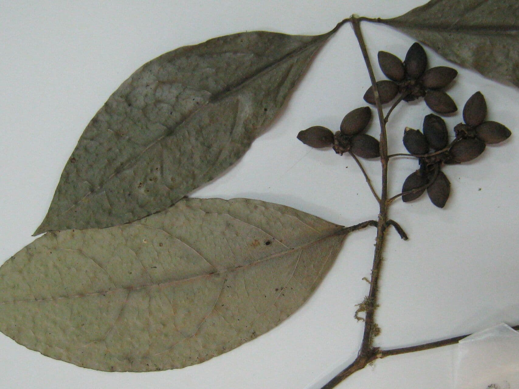 Mollinedia ovata 2