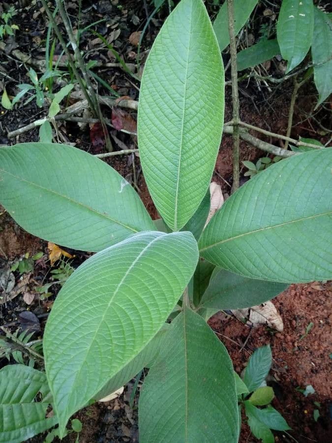 Psychotria 7