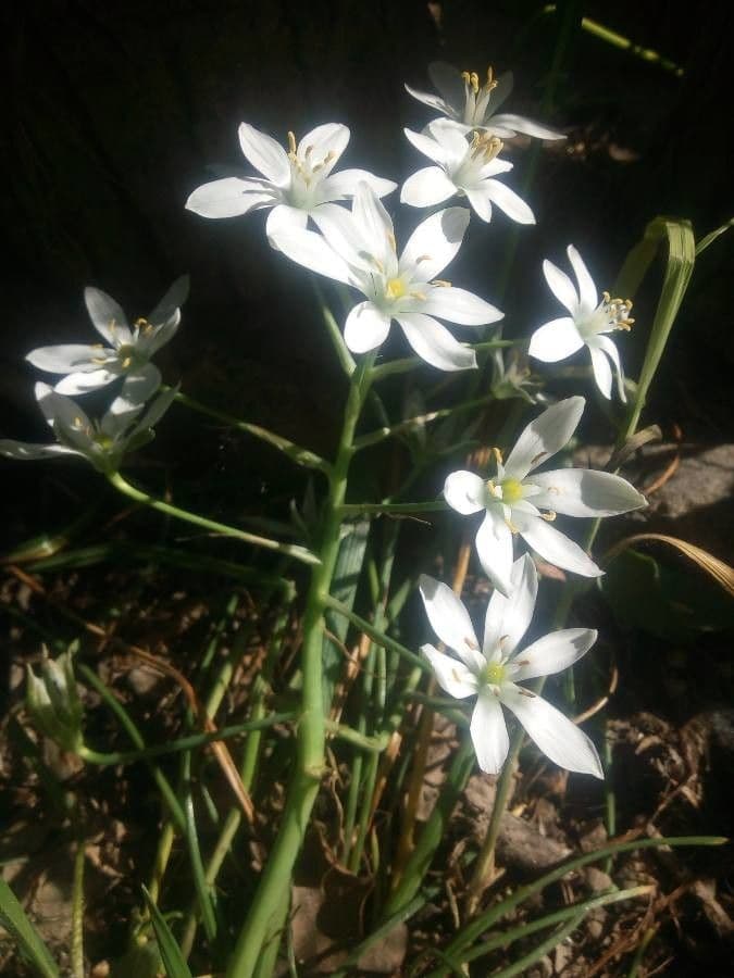 Dolden-Milchstern 13