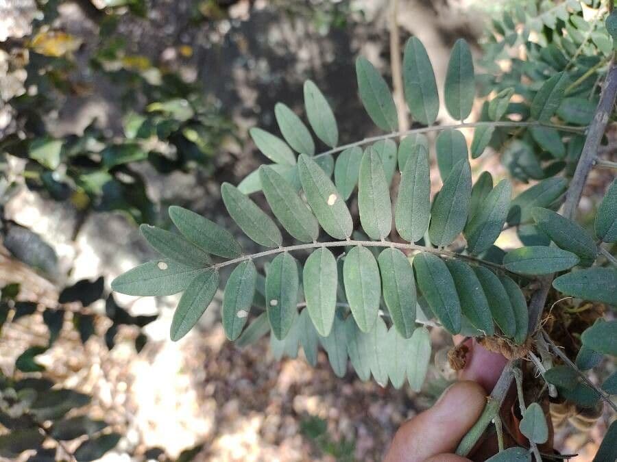 Großfrüchtige Schnurbaum 9