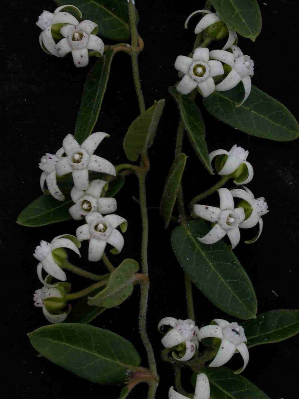 Oxypetalum 2