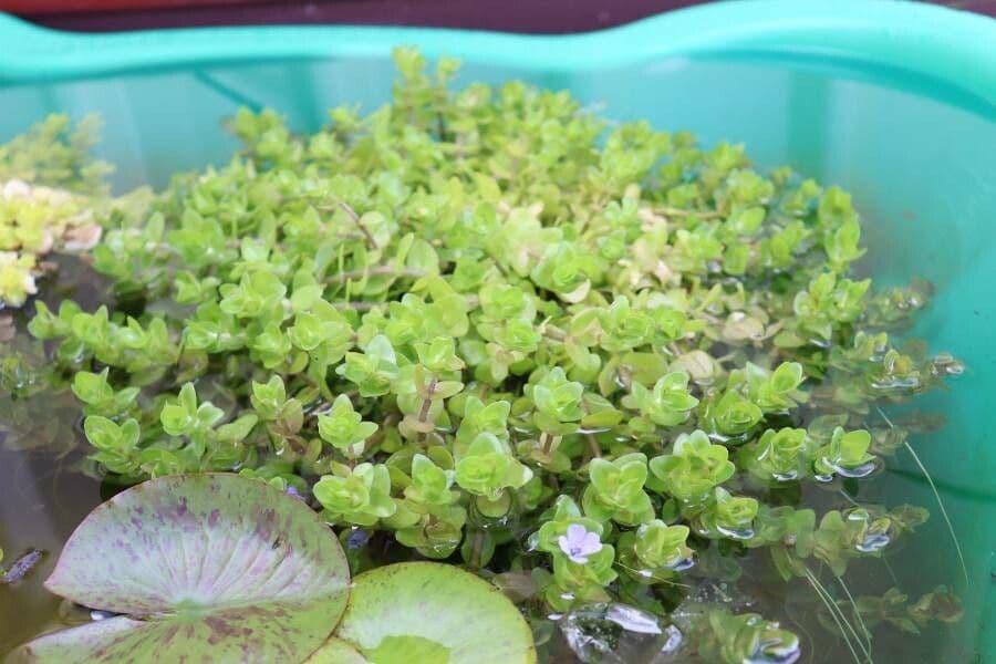 Bacopa della Carolina