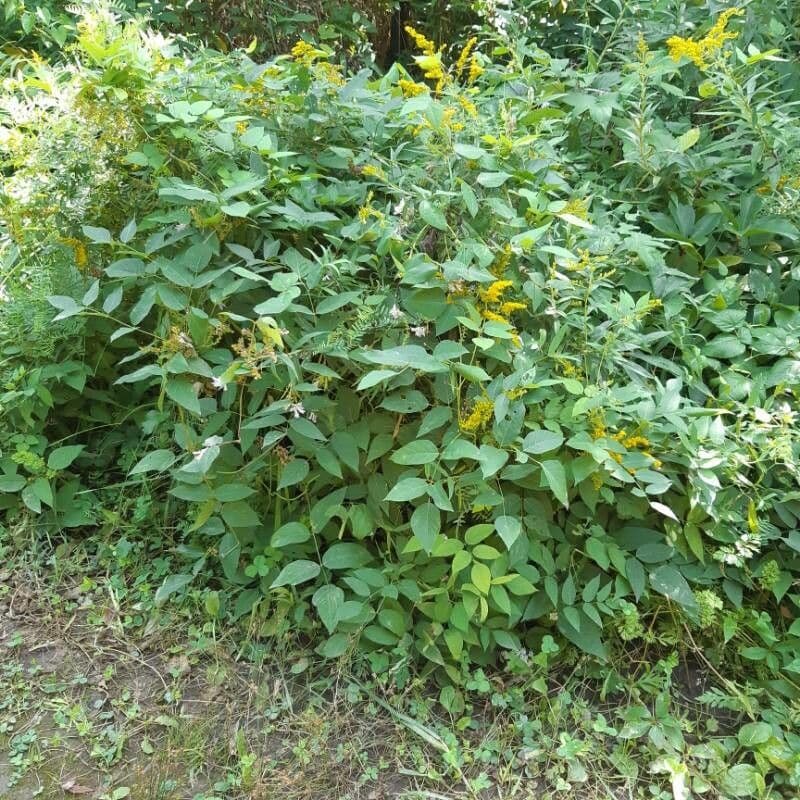 Amphicarpaea bracteata 14