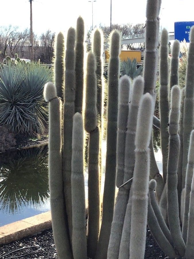 Cactus vecchio 12