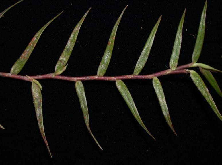 Epidendrum
